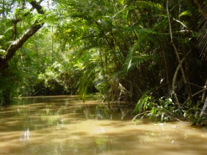 Regenwald im Amazonasgebiet