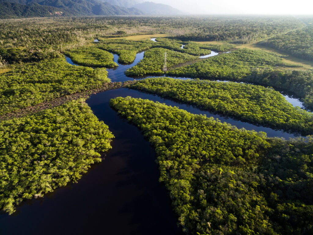 Regenwald in Brasilien